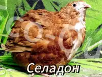 Перепелиные инкубационные яйца, фотография 6