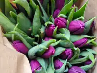 Тюльпаны премиум класса оптом к 8 марта, фотография 8