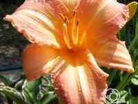 Лилейник Чилдрен Фестивал