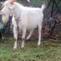 Продам козла козу молочной