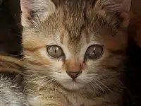 Котята-тигрята в дар, фотография 2