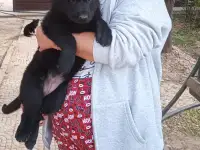 Продам щенков восточно-европейской овчарки, фотография 5