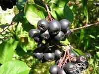 Черноплодная рябина