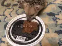 Ежик маленький ушастый
