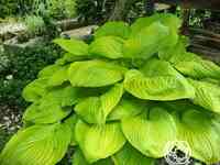 Хоста Сам энд Сабстэнс (XL)