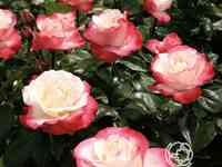 Роза Сентимент чайно-гибридная