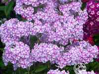 Флокс пирамидальный Наташа