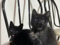 Отдам котят в хорошие руки, фотография 4