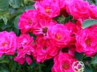 Роза джон франклин канадская парковая к/c