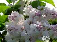 Сирень красавица москвы