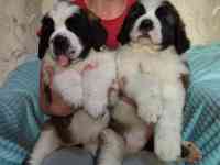 Щенки Сенбернара 1.5 мес, фотография 2