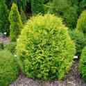 Туя западная шаровидная Вудварди Woodwardii