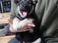 Чистокровные щенки Восточноевропейской овчарки, фотография 5