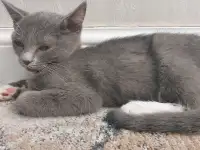 Бесплатно котята! Британец и бенгальская порода, фотография 6