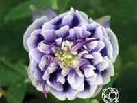 Аквилегия Дубль Блу Вайт