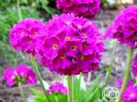 Примула мелкозубчатая Ред