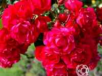 Роза гертнерфройде/тоскана, кордес