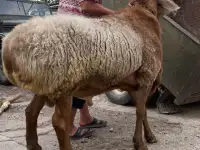 Продаю барана, фотография 2