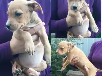 Стаффордширский терьер щенки продам, фотография 4