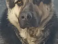 продам Восточно Европейского кабеля 2.5 г, фотография 3