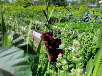 Продам дачу. Садоводческое товарищество Борки, фотография 9