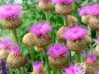 Василек Пульхра Мажор