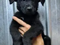 Щенки немецкой овчарки зонарного и черного окрасов, фотография 5