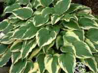 Хоста Моерхейм (M)