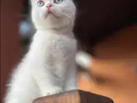 Девочка шотландская вислоухая в белом окрасе с голубыми глазами., фотография 2