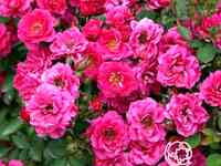 Роза Блю Парад миниатюрная