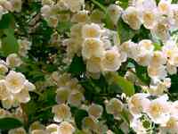 Чубушник венечный