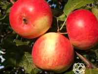 Яблоня скала