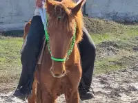 Ищу работу с лошадьми или с ПК (it), фотография 2