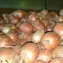 Продажа репчатого лука в больших объемах, урожай 2019 года, сортов «бурса- F1» и «братко F1», фотография 10