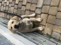 Продам щенка лабрадора, фотография 4