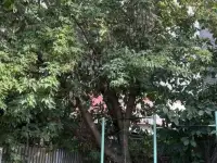 Спил деревьев по городу Алматы и Алматинской области, фотография 7