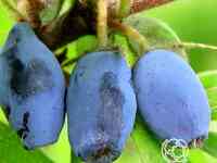 Жимолость Виола