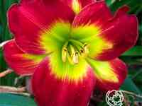 Лилейник кристмас из