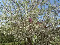 Садовый участок в ПСТ Локомотив в р-н рынка  Золотая чаша, фотография 2