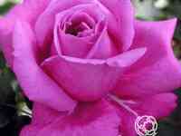 Роза виолет парфюм/мелоди парфюм чайно-гибридная, топалович