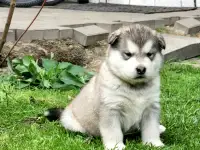 Щенки маламута для души и выставок, фотография 2
