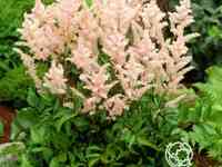 Астильба японская Пич Блоссум