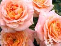 Роза концерто 94 кустарниковая, топалович