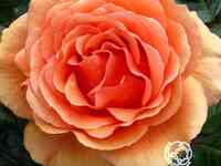 Роза ашрам чайно-гибридная, тантау