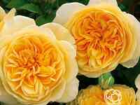 Роза грехам томас, д.остин кустарниковая