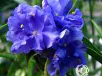 Традесканция Церулеа плена