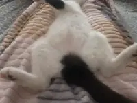 Отдам котят, фотография 3