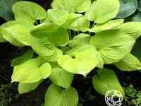 Хоста Банана Кид (M)