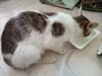 Сегодня мне повезло. Помогите еще раз, фотография 3