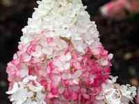 Гортензия строуберри блоссом